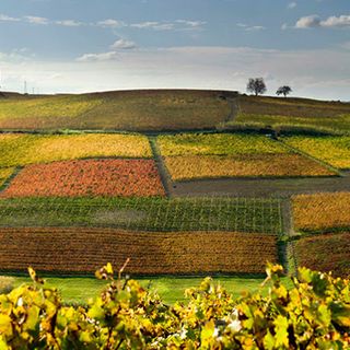 Celebriamo le aziende centenarie: Lavocedialba.it invita i lettori a segnalare le realtà del territorio con un secolo di storia