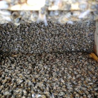 Api morte in un alveare