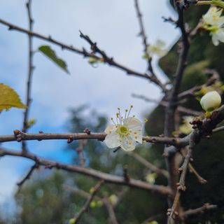 La sorpresa del pruno fiorito al Santuario della Madonna dei Fiori a Bra La sorpresa del pruno fiorito al Santuario della Madonna dei Fiori a Bra
