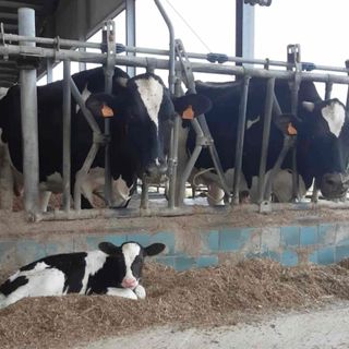 Bando emissioni zootecniche, CIA Cuneo: "L'adeguamento alle normative molto oneroso per gli allevatori, bene l'aiuto della Regione"