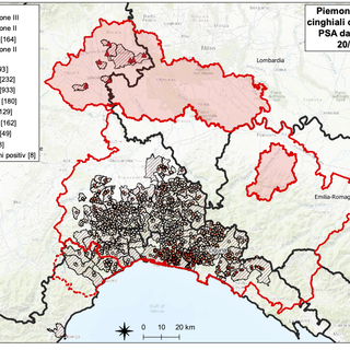Peste suina: due nuove positività in Piemonte e Liguria, 1693 il totale dei casi positivi Peste suina: due nuove positività in Piemonte e Liguria, 1693 il totale dei casi positivi