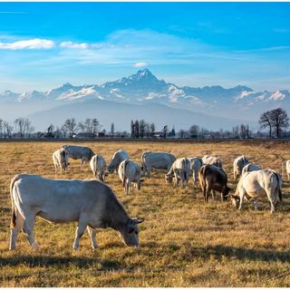 L’odore della natura, quella vera, arriva fino a Bra