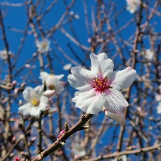 Un mandorlo fiorito in strada Bria a Bra