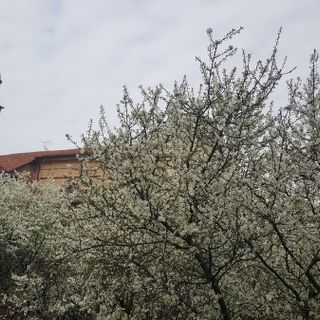 Ciao inverno, benvenuta primavera! Viole, magnolie, forsizia… finalmente è tutto un fiore