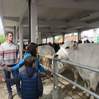 Bra, con la Fiera di Pasquetta immancabile la Fiera zootecnica del Bovino di razza piemontese