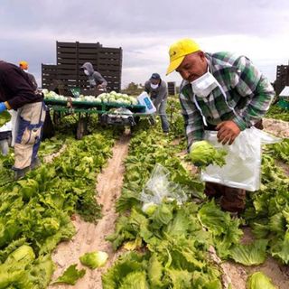 In Piemonte previste 80mila assunzioni di lavori stranieri: trainano costruzioni, agricoltura e servizi