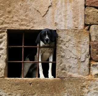 In Piemonte nasce il Daspo cinofilo: uno strumento per difendere gli animali