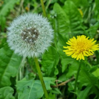 In foto il tarassaco, ma anche dente di leone