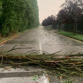 Negli scatti pubblicati da Marinella Sillano sulla sua pagina Facebook il pioppo cipressino caduto presso la zona artigianale di Montà, dove si sono verificati anche altri danni