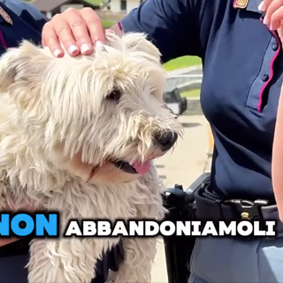 Periodo di partenze: lo spot della Polizia di Stato contro l'abbandono degli animali