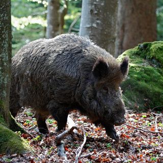 Immagini di repertorio