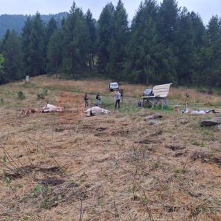 Moria di bovini ad Oncino: 41 i capi deceduti in due giorni