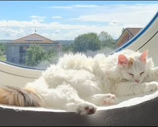 QUATTROZAMPE / Si cerca urgentemente un gatto donatore di gruppo B