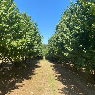 Crisi della nocciola, Griseri (Agrion): “Cascola drammatica, servono modalità di gestione dei noccioleti diverse e impianti più giovani” Crisi della nocciola, Griseri (Agrion): “Cascola drammatica, servono modalità di gestione dei noccioleti diverse e impianti più giovani”