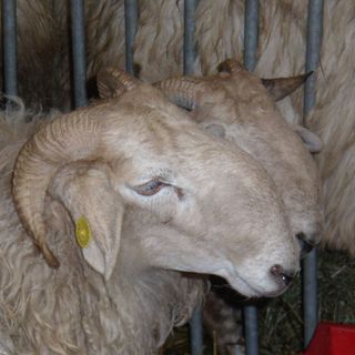 La “Mostra interprovinciale ovini di razza frabosana-roaschina” è annullata