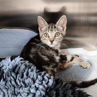 L’appello dal gattile di Alba per il piccolo Ken