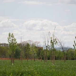 Giornata nazionale dell’albero: "La cosa bella questa giornata è piantare"