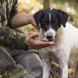 (foto: archivio centro studi tartufo) (foto: archivio centro studi tartufo)