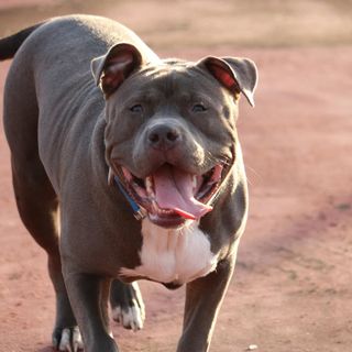 Un esemplare di Pit Bull (foto di thewrightmoment2016 da Pixabay)