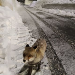 Al tunnel di Tenda è tornata Giovanna, la volpe diventata una mascotte