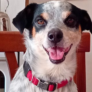 Jago è scappato da più di due mesi: la sua padrona di Bene Vagienna continua a cercarlo