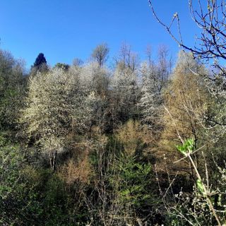 Un Natale per la natura: Langa Silvatica lancia la campagna per salvare i boschi delle Langhe Un Natale per la natura: Langa Silvatica lancia la campagna per salvare i boschi delle Langhe