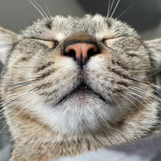 Cresce anche in Piemonte la pet economy: spendiamo oltre 600 milioni per i nostri amici animali