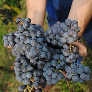 Barbera d'Alba e Langhe Nebbiolo, rese ridotte anche per la vendemmia 2026