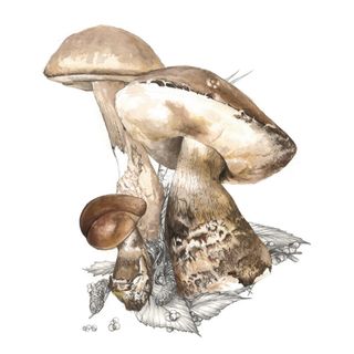 Il disegno del Porcinello Grigio di Alessandro Infuso di Busca, vincitore del primo premio