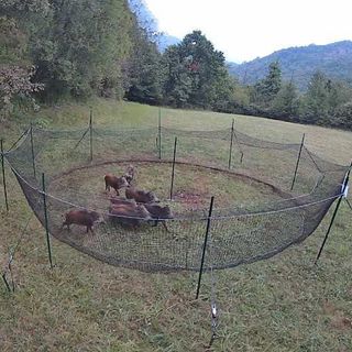 Peste Suina Africana, la provincia di Cuneo modello per la Regione nella gestione dell'emergenza