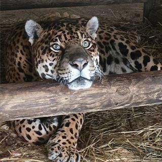 Murazzano festeggia Regina, giaguaro che oggi compie 24 anni