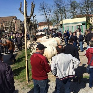 92ª Fiera del Vitello Grasso a Cherasco: tradizione agraria e festa patronale