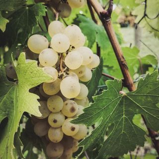 Nas-cetta di Novello: born to be queen