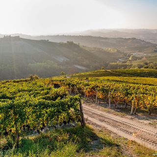 Nella cooperazione il segreto del successo: la storia della Cantina Pertinace di Treiso