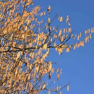 Al MAG di Savigliano la presentazione del nuovo evento cheraschese sul nocciolo Al MAG di Savigliano la presentazione del nuovo evento cheraschese sul nocciolo