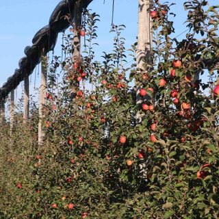 Stagionali della frutta: "Chiudere gli occhi significa normalizzare lo sfruttamento e la precarietà"
