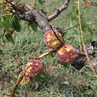 Ortofrutta, Coldiretti Cuneo: "Servono progetti di filiera per rilanciare il comparto"