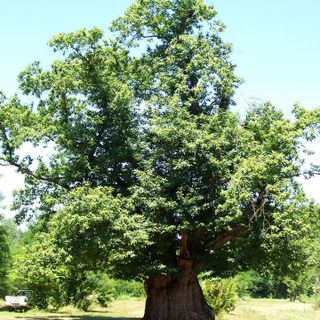 A Monteu Roero si cammina nei boschi dei castagni secolari A Monteu Roero si cammina nei boschi dei castagni secolari