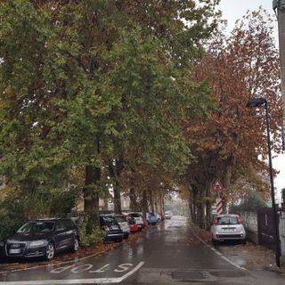 Strada Gallotto, in frazione Bandito, dove verrà abbattuto un platano malato Strada Gallotto, in frazione Bandito, dove verrà abbattuto un platano malato