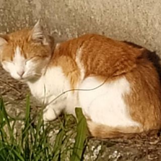 Uno dei gatti liberati, con ancora il filo di ferro attorno alla pancia Uno dei gatti liberati, con ancora il filo di ferro attorno alla pancia