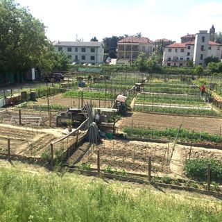 Gli orti urbani di viale Cherasca (foto Gisella Divino)
