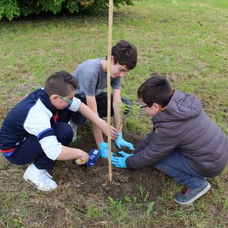 Alba celebra la Giornata nazionale degli alberi con le scuole