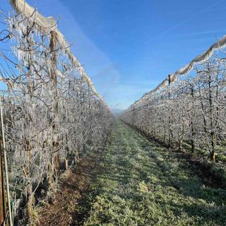 Nella notte passata picchi di meno 4 gradi, danni in fase di verifica per la frutticoltura Nella notte passata picchi di meno 4 gradi, danni in fase di verifica per la frutticoltura