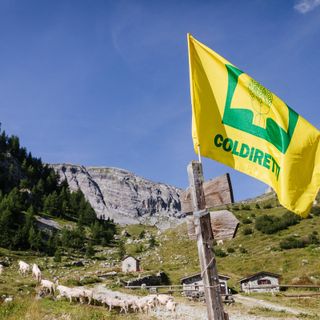Coldiretti: "I pascoli a secco mettono a rischio la stagione in alpeggio”