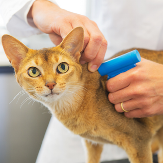 Il Microchip Day torna al gattile di Alba venerdì 1° dicembre