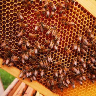 Cia Cuneo, la misura dello Sviluppo Rurale per l’apicoltura è di grande importanza