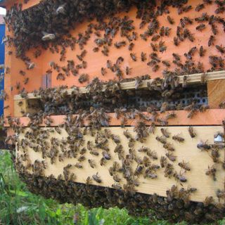 Moria della api e miele in calo: Uncem Piemonte al fianco di Aspromiele per chiedere maggior sostegno al settore