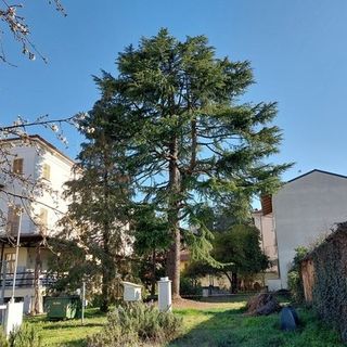 Bra: deciso l’abbattimento del cedro del Museo Craveri