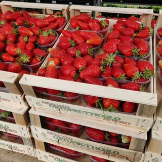 A Castagnito partita la 25° edizione della Rassegna dei fiori e dei piccoli animali