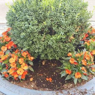 L'aiuola nel mirino dei vandali